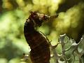 Sea horse, beautiful close-up